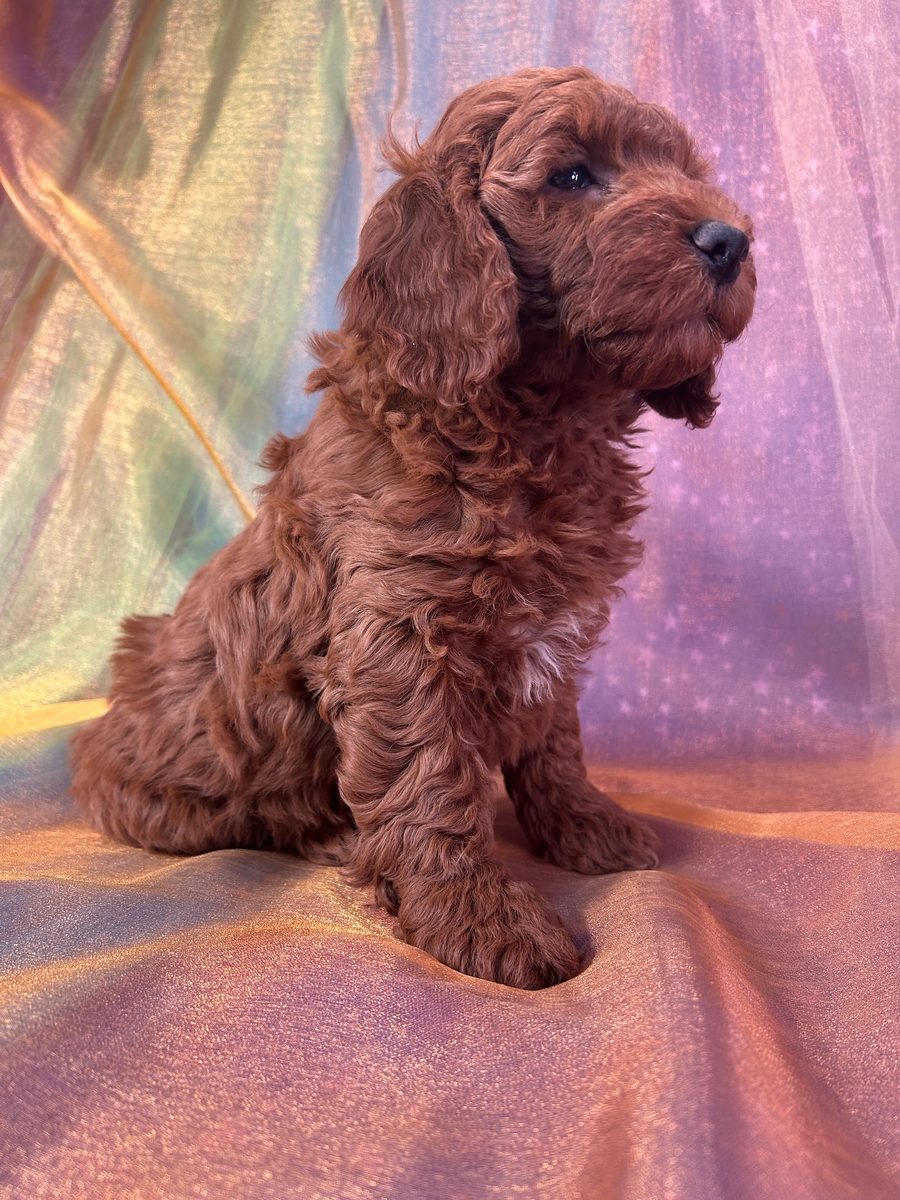 Female F1b Mini Golden Doodle for Sale DOB 3-12-2026 $1200